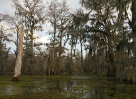 Louisiana Outfitter Directory