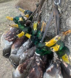 Arkansas Duck Masters