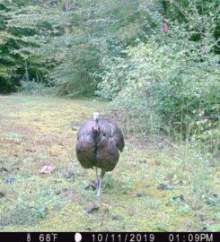 Whitetail Kentucky Outdoors