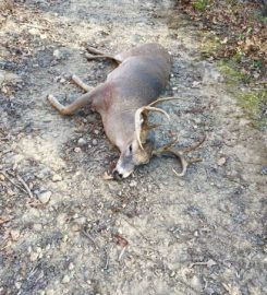 Whitetail Kentucky Outdoors