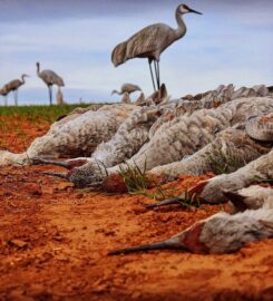 Coastal Wings Guide Service & Lodge