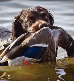 Coastal Wings Guide Service & Lodge