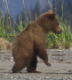 Bear Viewing in Alaska