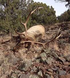 Arizona Elk Guides