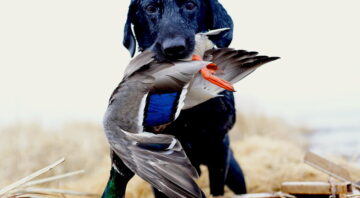 Arkansas Duck Outfitters & Guide Service